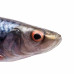 Силікон Savage Gear LB 4D Herring Shad 130mm 17.0g Roach