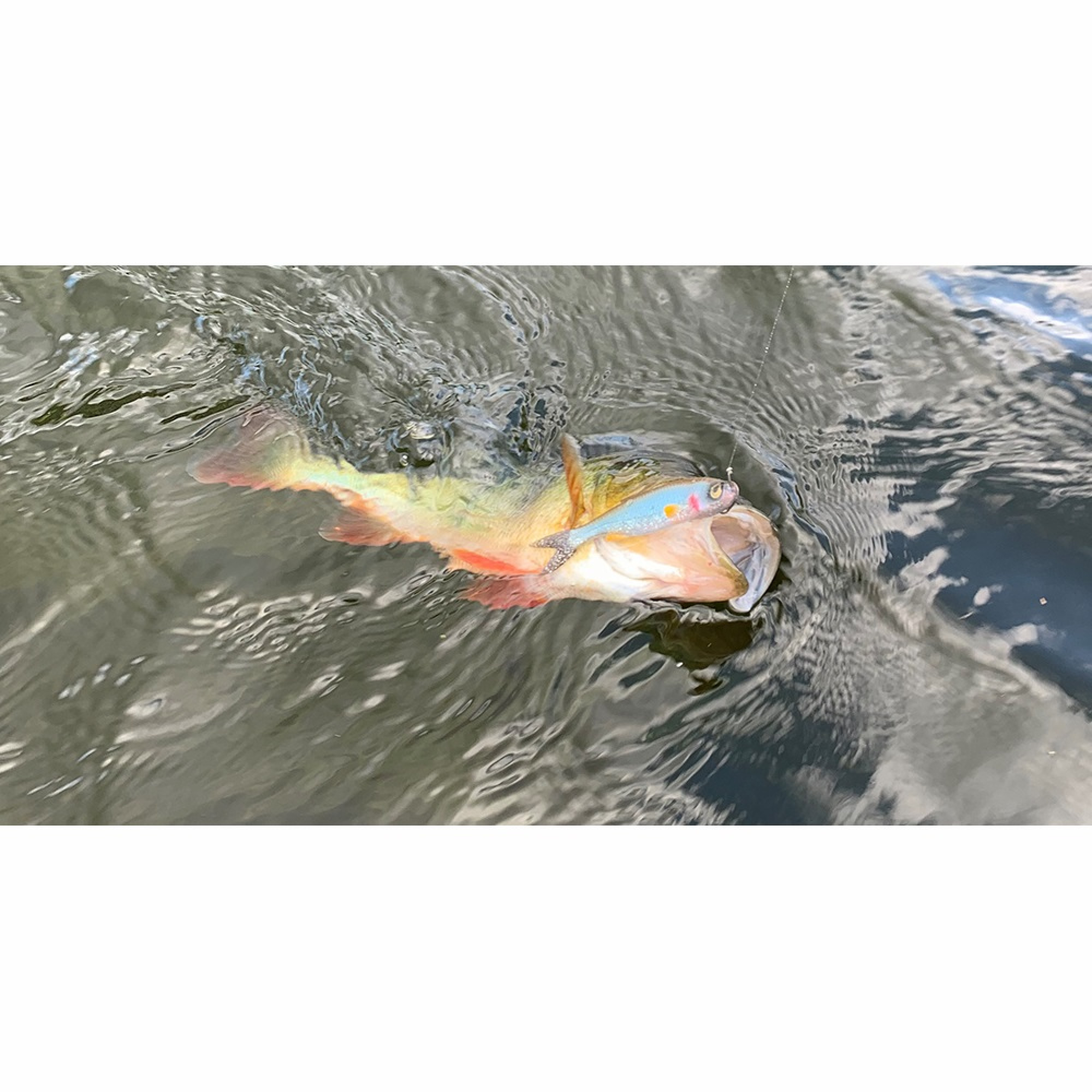 Силікон Savage Gear Craft Dying Minnow 55mm 0.7g Roach (5 шт/уп)