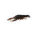 Силікон Savage Gear Ned Craw 65mm 2.5g Floating Black & Red 4 шт/уп